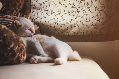 Cat resting on bed