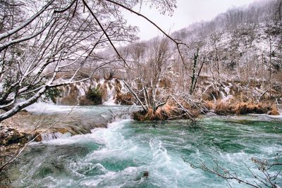 Scenic view of river flowing in forest