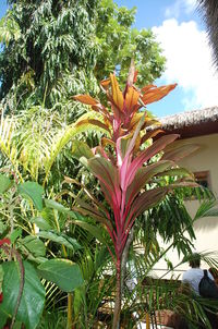 Low angle view of palm trees