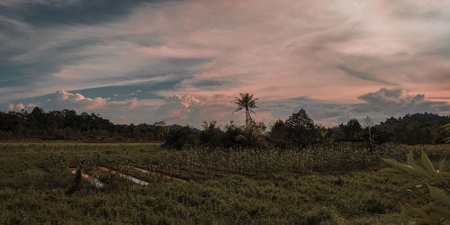 Scenic view of field against sky during sunset