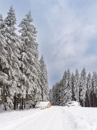 Trees on snow covered landscape against sky