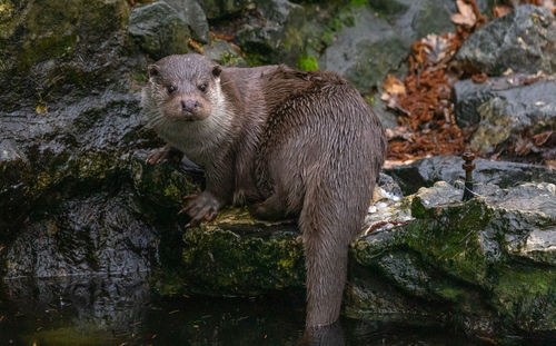 Otter sits on a stone and looks into the water