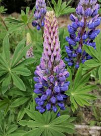 Close-up of purple flowering plants