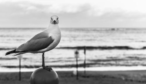 Close-up of bird perching on beach against sky