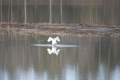 White birds flying over lake