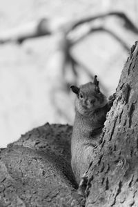 Close-up of cat sitting on rock