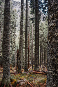 Pine trees in forest