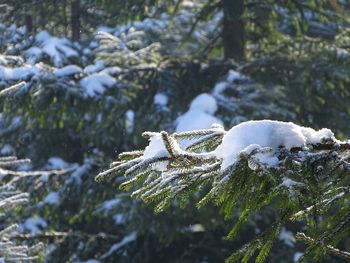 Close-up of frozen tree during winter