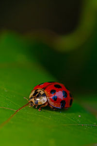 ladybug