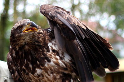 Close-up of bird