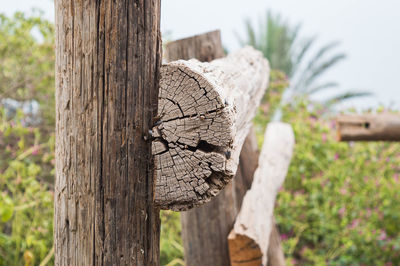 Close-up of tree stump