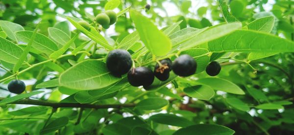 Close-up of fruits growing on tree