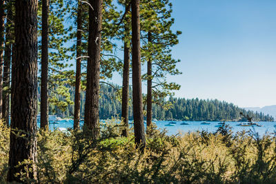 Scenic view of pine trees by lake against sky