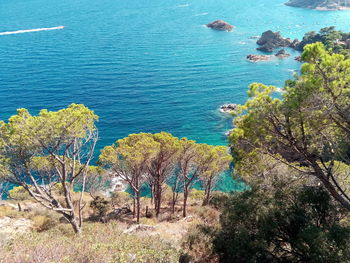 High angle view of plants by sea