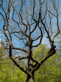 Low angle view of bare tree against clear sky