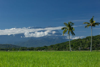 Scenic view of palm trees on field against sky