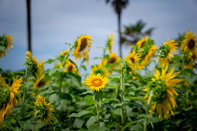 Close-up of yellow flowering plants on field