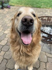 Close-up portrait of a dog