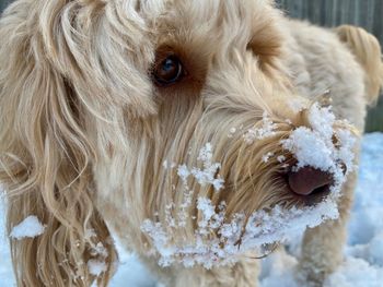 Close-up portrait of dog