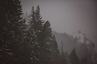 Trees in forest against sky during winter