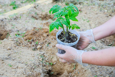 Cropped hand planting sapling