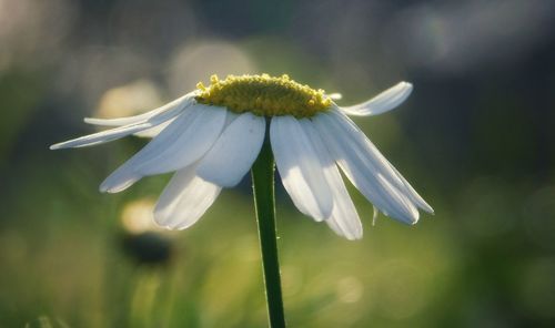 Close-up of white flowering plant