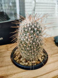 Close-up of cactus in potted plant