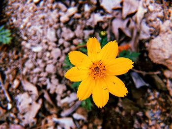 Close-up of yellow flowering plant