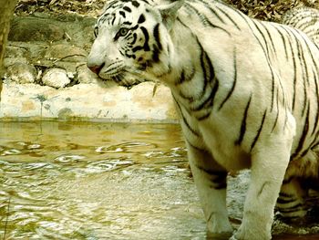 Tiger in zoo