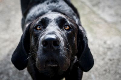 Close-up portrait of black dog