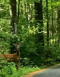 Deer in a forest