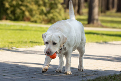 Dog standing on footpath