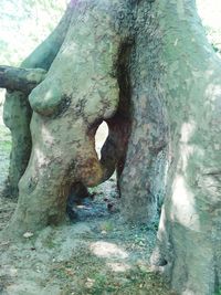 Close-up of tree trunk