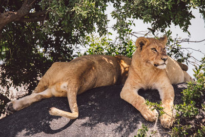 Two lion cubs sitting on a rock under a tree