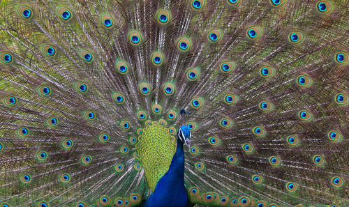 Close-up portrait of peacock