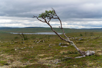 Dead tree on field against sky