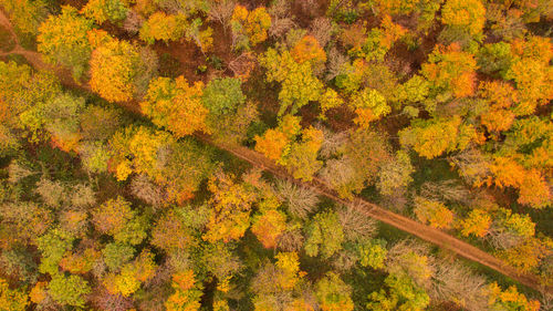 Autumn forest