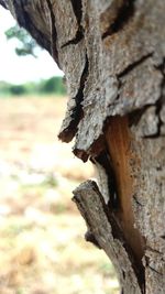Close-up of mushroom growing on tree trunk
