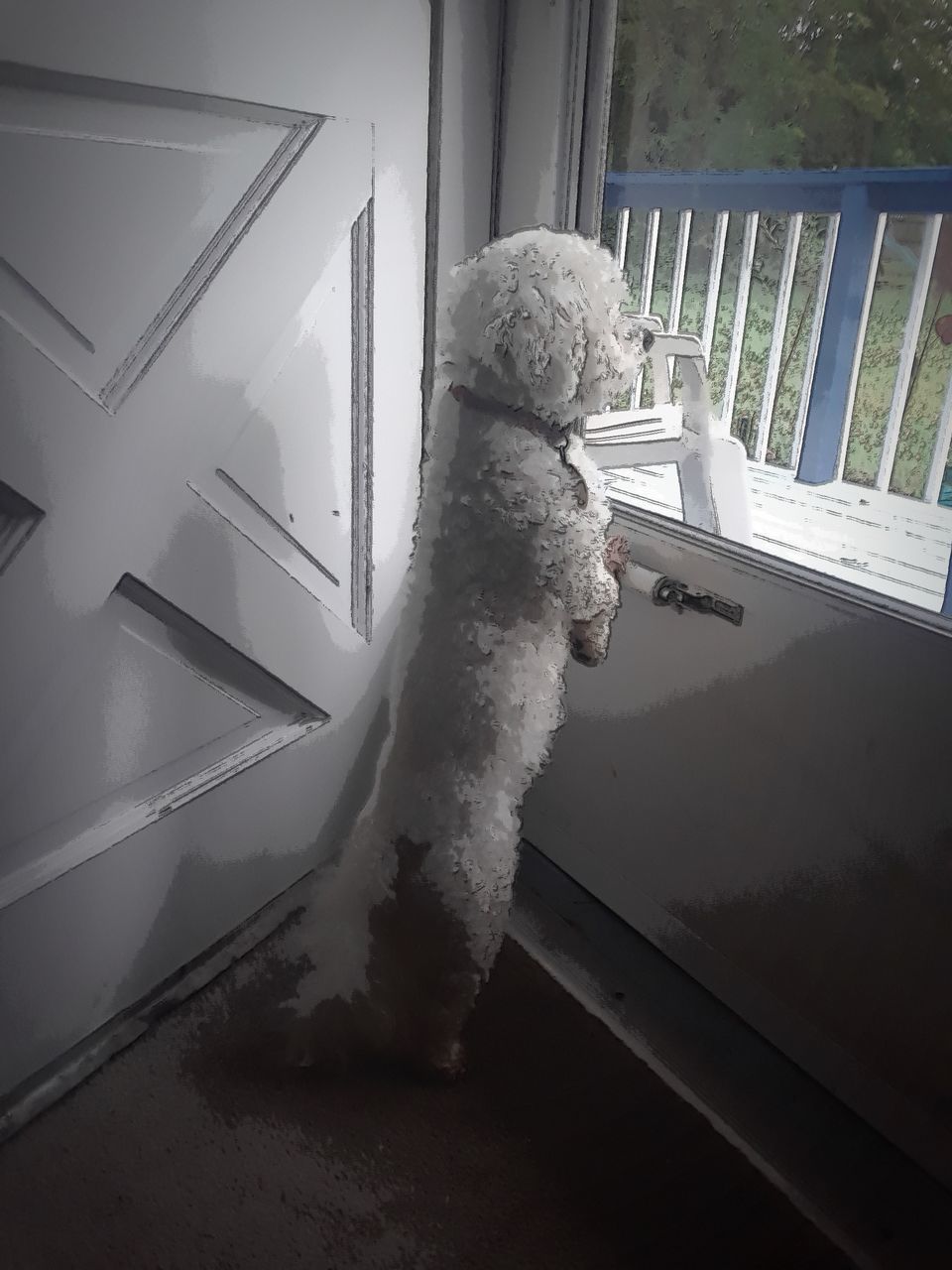 CLOSE-UP OF DOG BY WINDOW