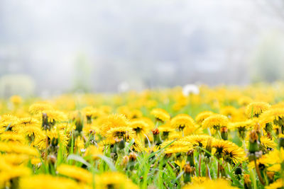 Close-up of yellow flowering plant on field