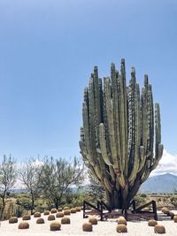 Cactus in desert against clear blue sky
