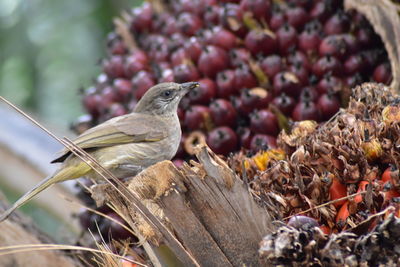 Close-up of bird perching on wood