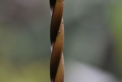 Close-up of leaf