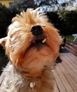 Close-up of a dog