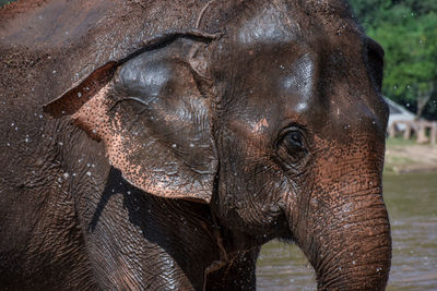 Close-up of elephant