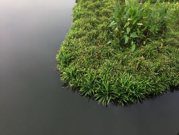 Close-up of green plant