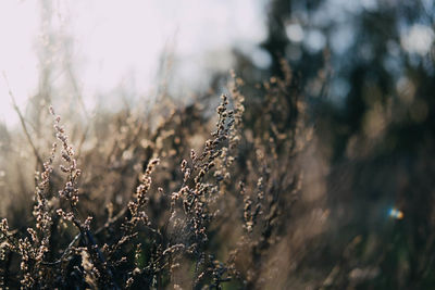 Close-up of plant against blurred background