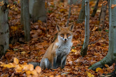 Portrait of dog lying on ground during autumn