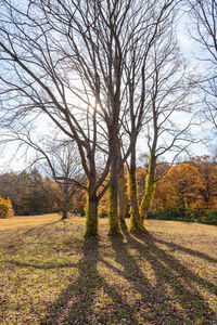 Bare trees on field during autumn