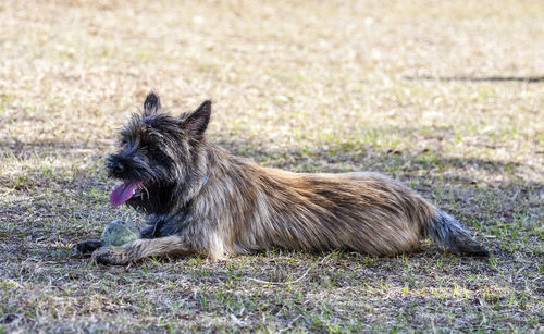 Portrait of dog lying on land